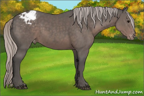 Horse Color:Silver Black Appaloosa