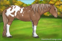 Horse Color:Chestnut Tobiano Appaloosa 