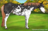 Horse Color:Liver Chestnut Sabino