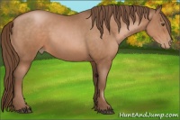 Horse Color:Brown Pearl Rabicano
