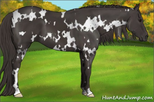 Horse Color:White Spotted Smoky Black