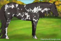 Horse Color:White Spotted Smoky Black