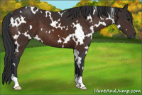 Horse Color:White Spotted Brown 