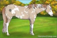 Horse Color:White Spotted Red Dun Splash Rabicano
