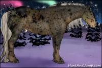 Horse Color:Void White Spotted Chocolate Palomino Roan Appaloosa 