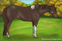 Horse Color:Liver Chestnut Tobiano 