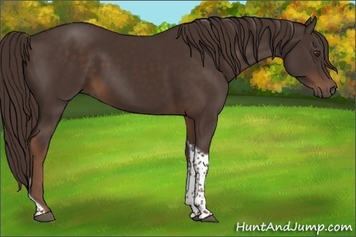 Horse Color:Liver Chestnut Tobiano 