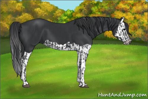 Horse Color:Black  and Black Splash 
