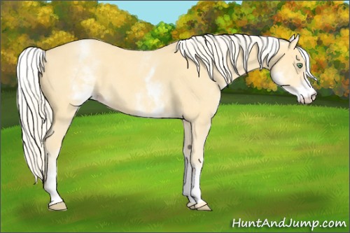 Horse Color:White Spotted Gold Cream Champagne