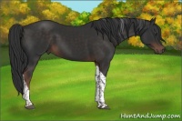 Horse Color:Liver Chestnut Tobiano 