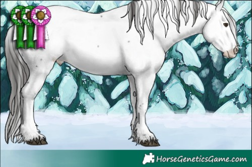 Horse Color:Liver Chestnut Splash Tobiano Appaloosa 