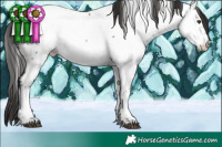 Horse Color:Liver Chestnut Splash Tobiano Appaloosa 