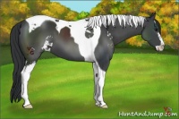 Horse Color:Black Sabino Tobiano