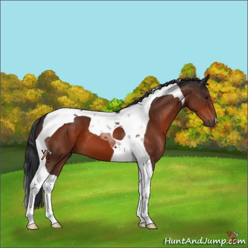 Horse Color:Brown Tobiano 
