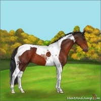 Horse Color:Brown Tobiano