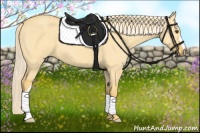 Horse Color:Palomino Dun 