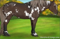 Horse Color:White Spotted Liver Chestnut 