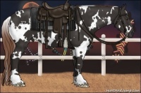 Horse Color:White Spotted Liver Chestnut