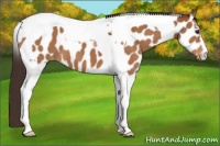 Horse Color:Buckskin Tobiano Appaloosa