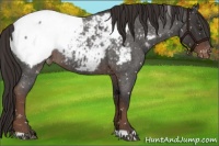 Horse Color:Liver Red Roan Snowcap
