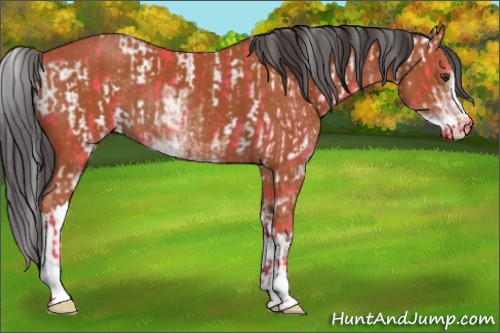 Horse Color:Bay Sabino Rabicano and Bay Sabino Rabicano