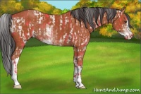 Horse Color:Bay Sabino Rabicano and Bay Sabino Rabicano