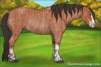 Horse Color:Bay Roan Sabino Rabicano and Bay Roan Sabino Rabicano
