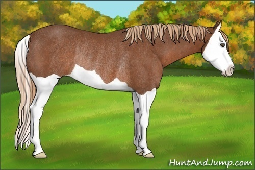 Horse Color:Chestnut Splash Rabicano 
