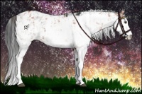 Horse Color:Brown Sabino Rabicano and Brown Sabino Rabicano