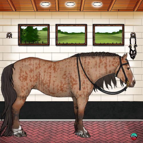 Horse Color:Bay Sabino Rabicano and Bay Dun Sabino Rabicano