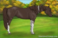 Horse Color:Liver Chestnut Tobiano 