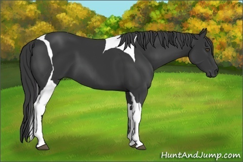 Horse Color:Black Tobiano