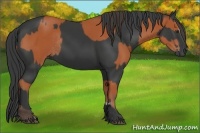 Horse Color:Bay Sabino Rabicano and Black Sabino Rabicano