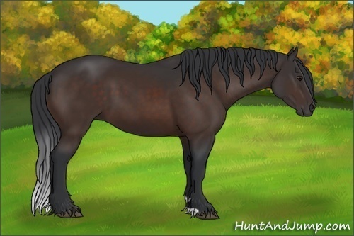 Horse Color:Brown 