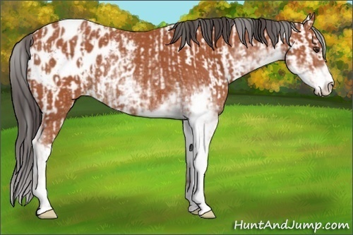 Horse Color:Bay Sabino Rabicano  and Bay Sabino Appaloosa Rabicano 