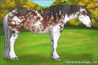 Horse Color:Brown Sabino 