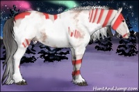 Horse Color:Bay Sabino Rabicano and White Spotted Bay Rabicano