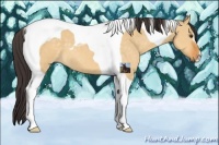 Horse Color:Buckskin Dun Tobiano 