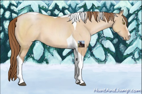 Horse Color:Brown Pearl Dun Sabino Tobiano