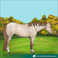 Horse Color:Grullo Pearl Sabino
