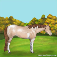 Horse Color:Brown Pearl Dun Sabino Tobiano