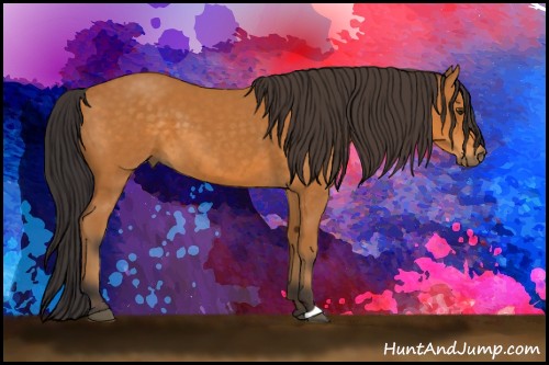 Horse Color:Buckskin 