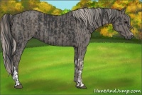 Horse Color:Black and Silver Black