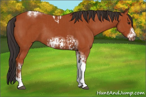 Horse Color:Bay Sabino Tobiano Rabicano  and Bay Sabino Tobiano Frame Rabicano 