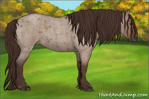 Horse Color:Liver Red Dun Roan 