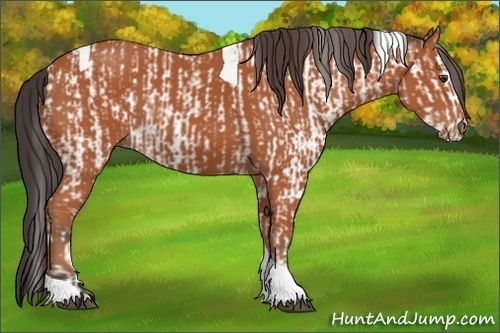 Horse Color:Bay Sabino Rabicano  and Bay Sabino Tobiano Rabicano 