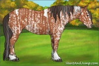 Horse Color:Bay Sabino Rabicano and Bay Sabino Tobiano Rabicano