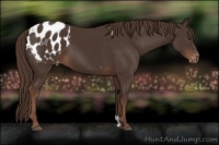 Horse Color:Liver Chestnut Appaloosa 
