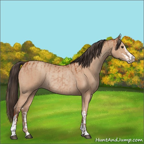 Horse Color:Bay Sabino Rabicano  and Amber Champagne Sabino Rabicano 
