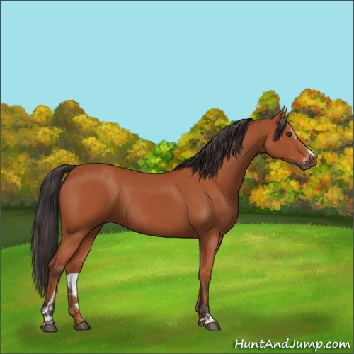 Horse Color:Bay Sabino Rabicano  and Bay Sabino Rabicano 